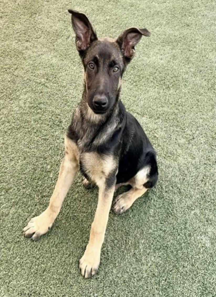 Atlas, Adoptable, Puppy Male German Shepherd Dog.