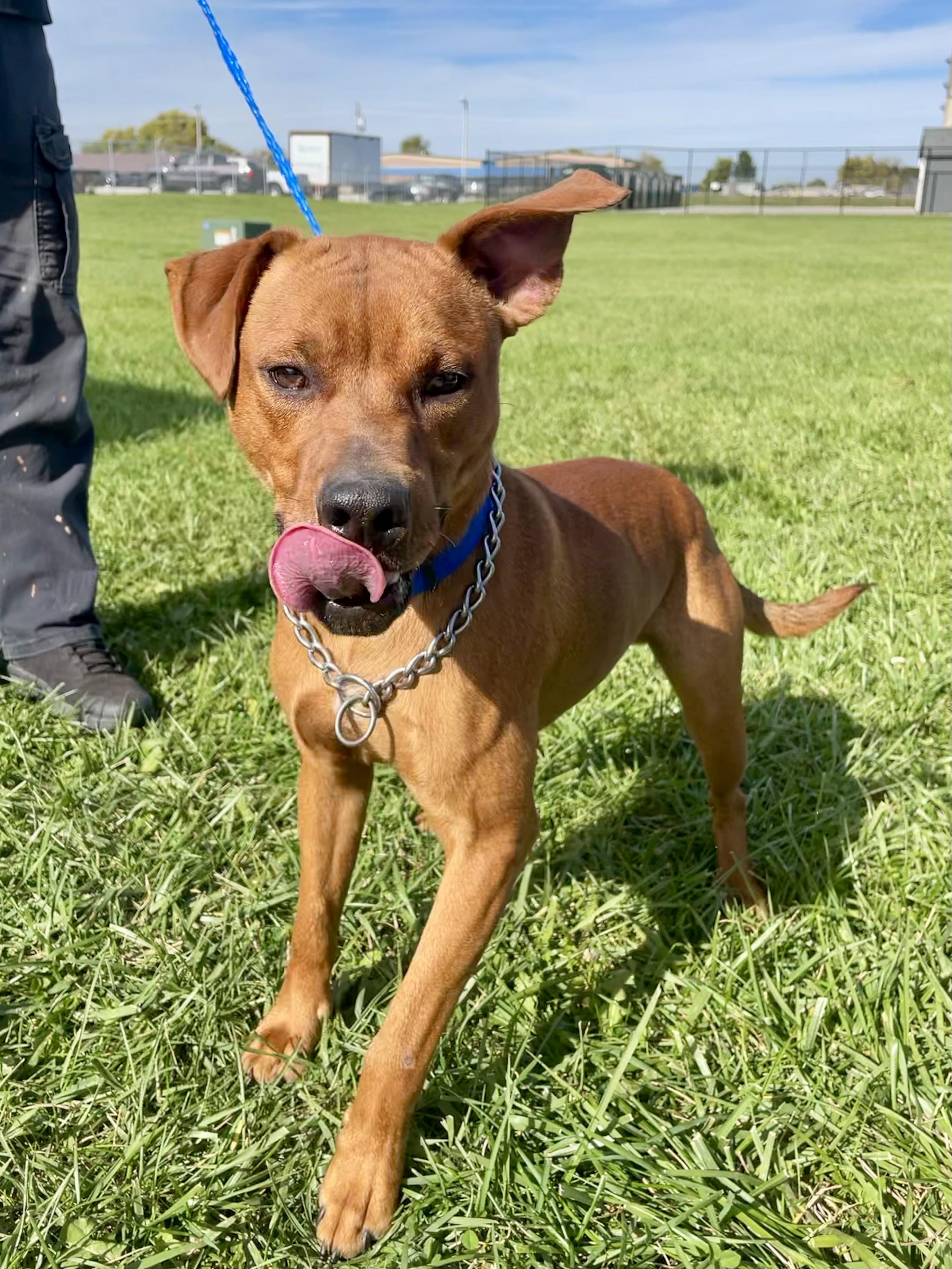 Ty, ADOPTABLE, Young Male Mixed Breed.