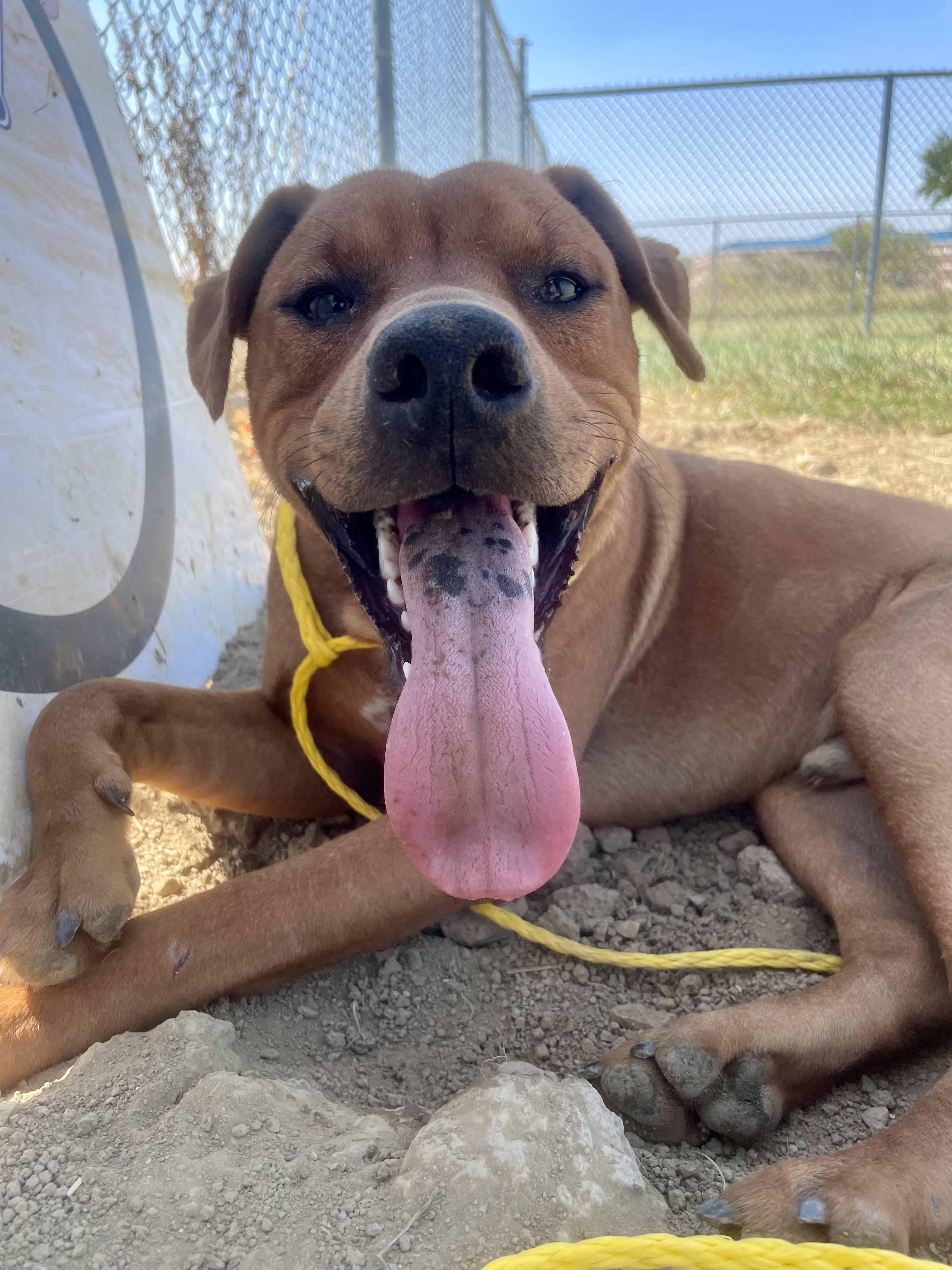 Enlarge Ty, a ADOPTABLE Mixed Breed in Washington Court House, OH image 3/3