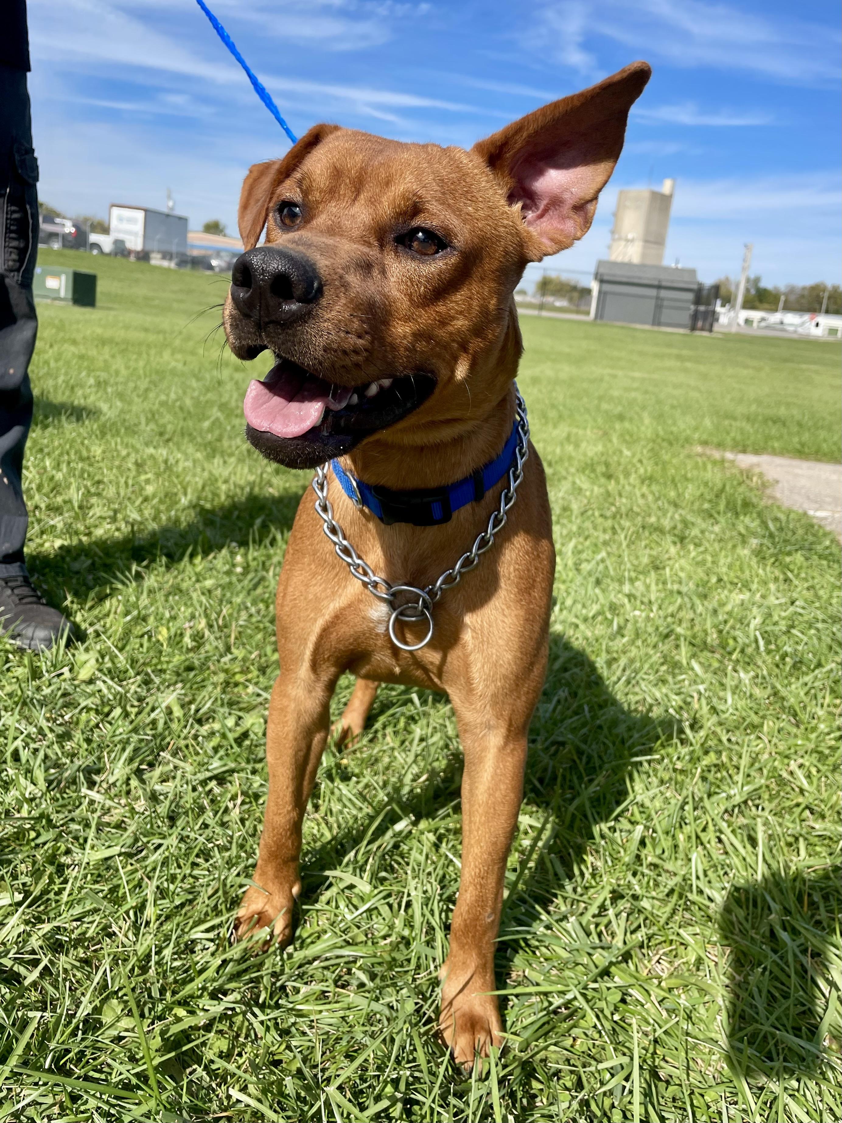 Enlarge Ty, a ADOPTABLE Mixed Breed in Washington Court House, OH image 2/3