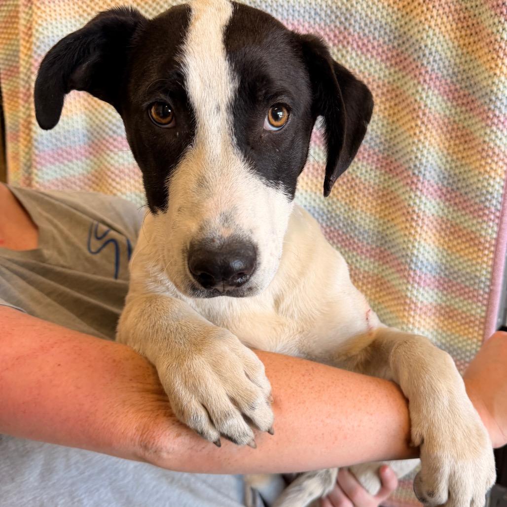 Enlarge Bubbles, a Adoptable Mixed Breed in Sand Springs, OK image 1/2