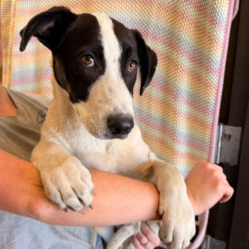 Enlarge Bubbles, a Adoptable Mixed Breed in Sand Springs, OK image 2/2