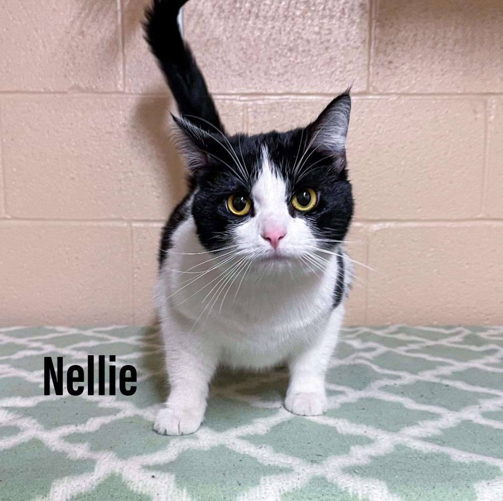 Nellie, Adoptable, Young Female Domestic Short Hair.
