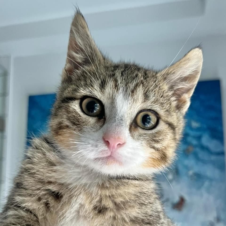 Enlarge Alford Orchard, a Adoptable Domestic Short Hair in Mount Laurel, NJ image 1/6