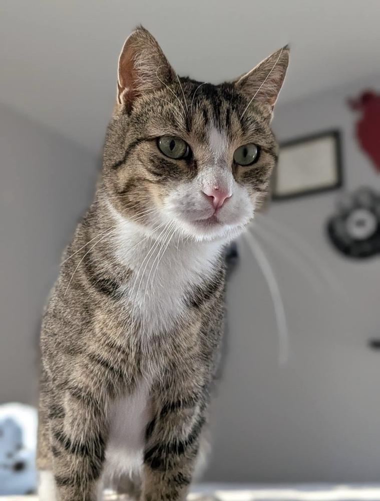 Enlarge Alford Orchard, a Adoptable Domestic Short Hair in Mount Laurel, NJ image 2/6