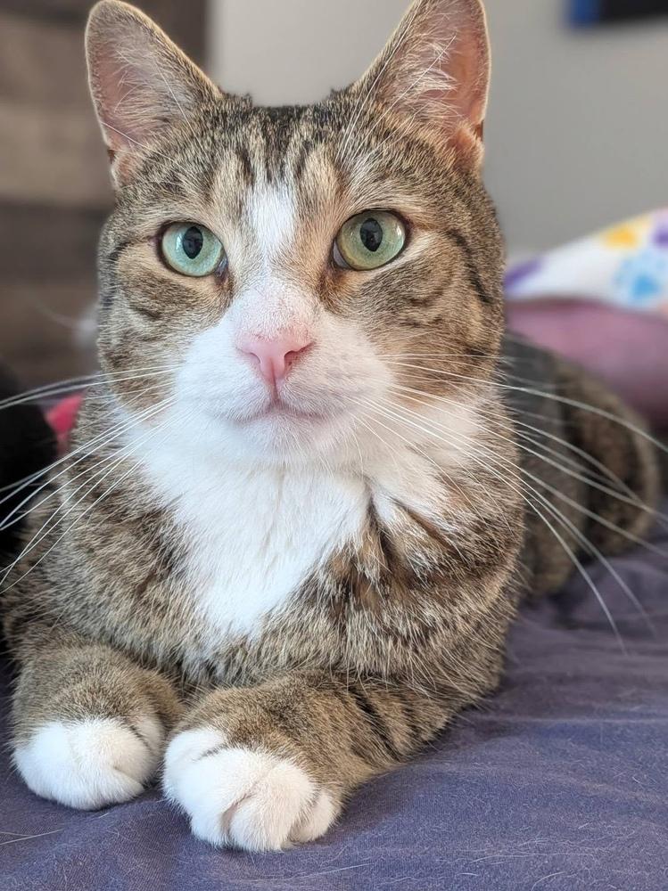 Enlarge Alford Orchard, a Adoptable Domestic Short Hair in Mount Laurel, NJ image 3/6
