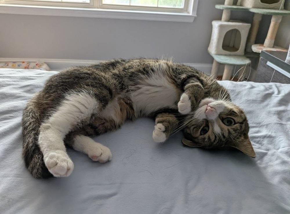 Enlarge Alford Orchard, a Adoptable Domestic Short Hair in Mount Laurel, NJ image 4/6