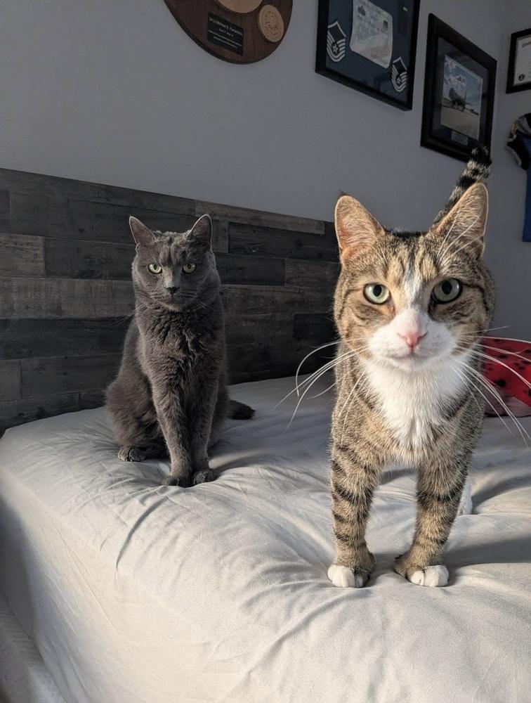 Enlarge Alford Orchard, a Adoptable Domestic Short Hair in Mount Laurel, NJ image 5/6