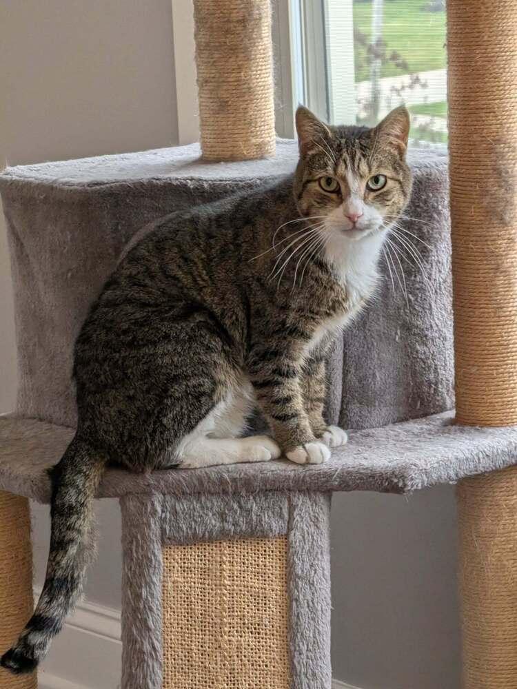 Enlarge Alford Orchard, a Adoptable Domestic Short Hair in Mount Laurel, NJ image 6/6
