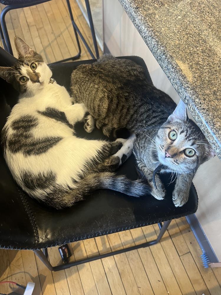 Enlarge Coconut (bonded with Plum), a Adoptable Domestic Short Hair in Oak Park, MI image 1/4