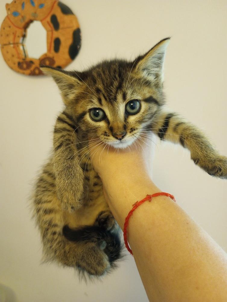 Coconut, Adoptable, Adult Female Domestic Short Hair.
