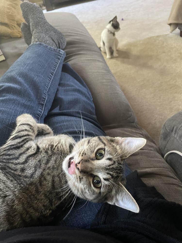 Enlarge Coconut (bonded with Plum), a Adoptable Domestic Short Hair in Oak Park, MI image 4/4