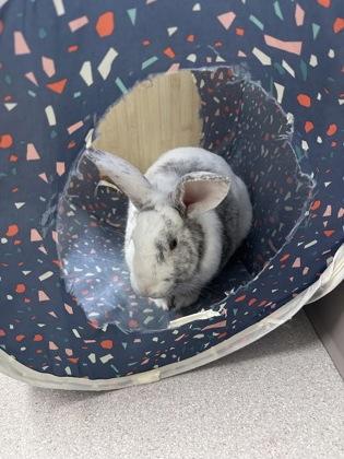Fable, Adoptable, Adult Male American.