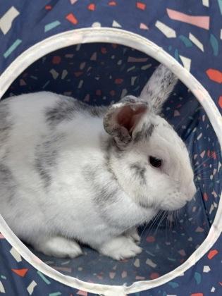 Enlarge Fable, a Adoptable American in Eugene, OR image 2/3
