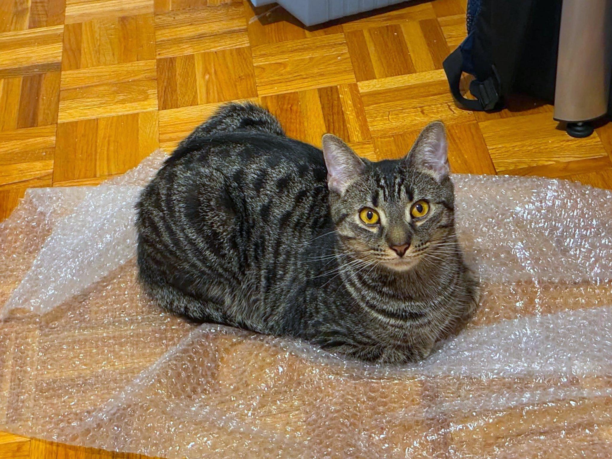 Jason, ADOPTABLE, Young Male Tabby.