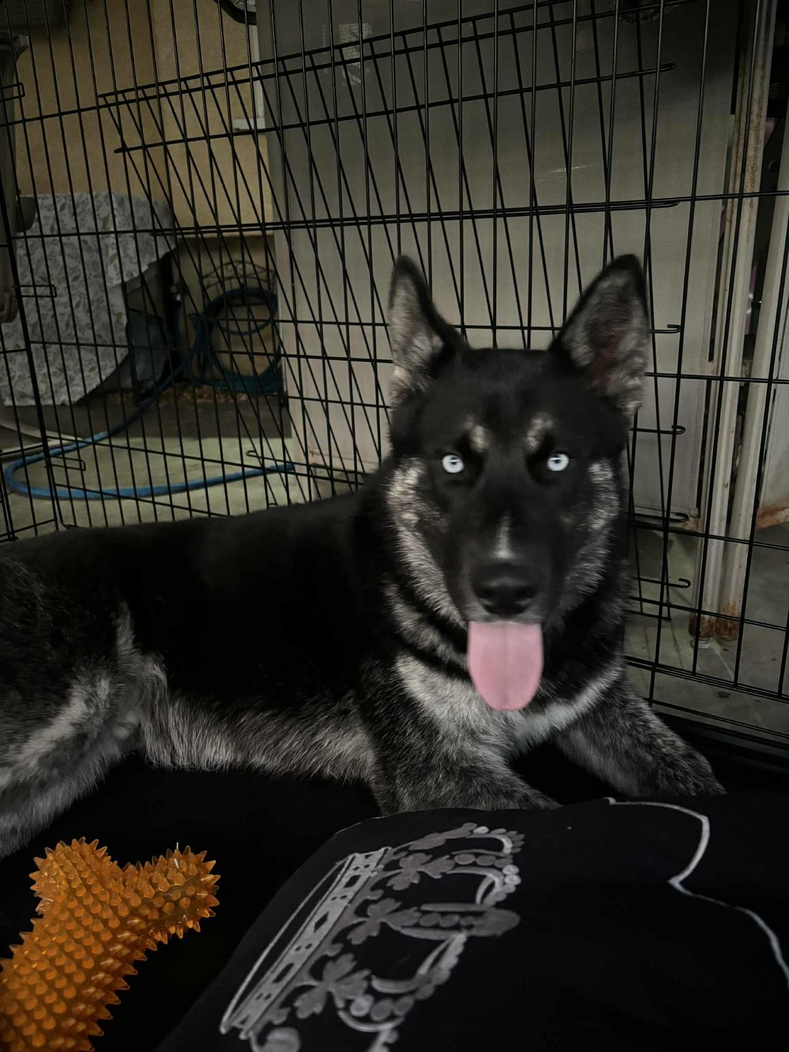 Enlarge Manolo, a ADOPTABLE Husky in Woodland Hills, CA image 2/5