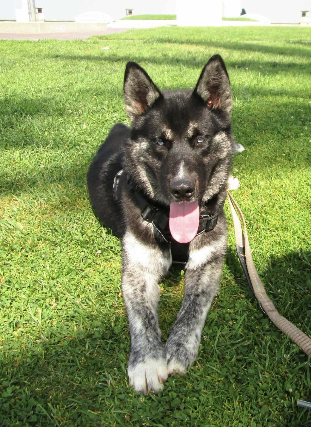 Enlarge Manolo, a ADOPTABLE Husky in Woodland Hills, CA image 5/5