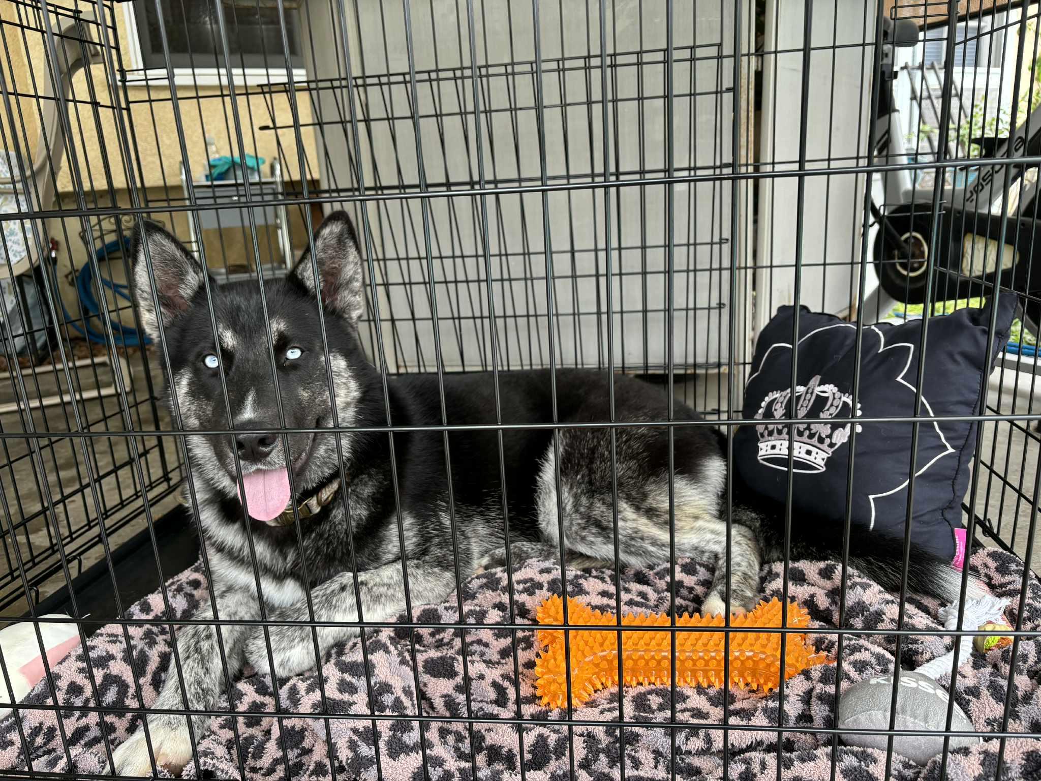 Enlarge Manolo, a ADOPTABLE Husky in Woodland Hills, CA image 4/5