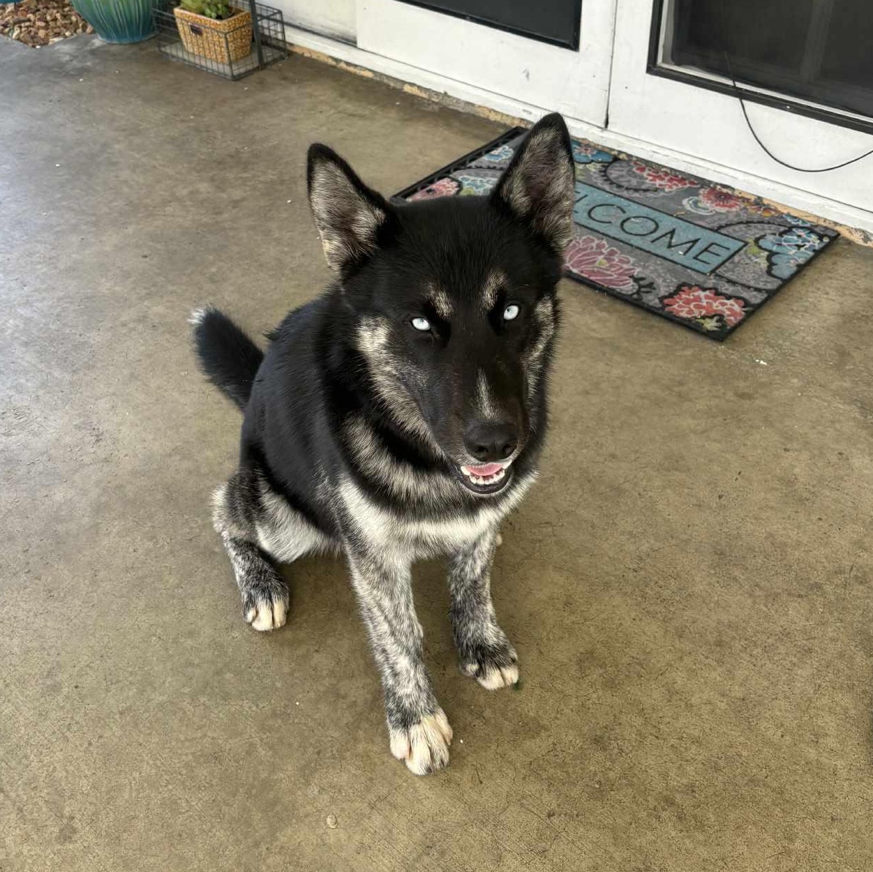 Enlarge Manolo, a ADOPTABLE Husky in Woodland Hills, CA image 1/5