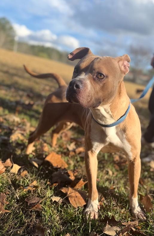 Delilah 25D-327, Adoptable, Adult Female Terrier.