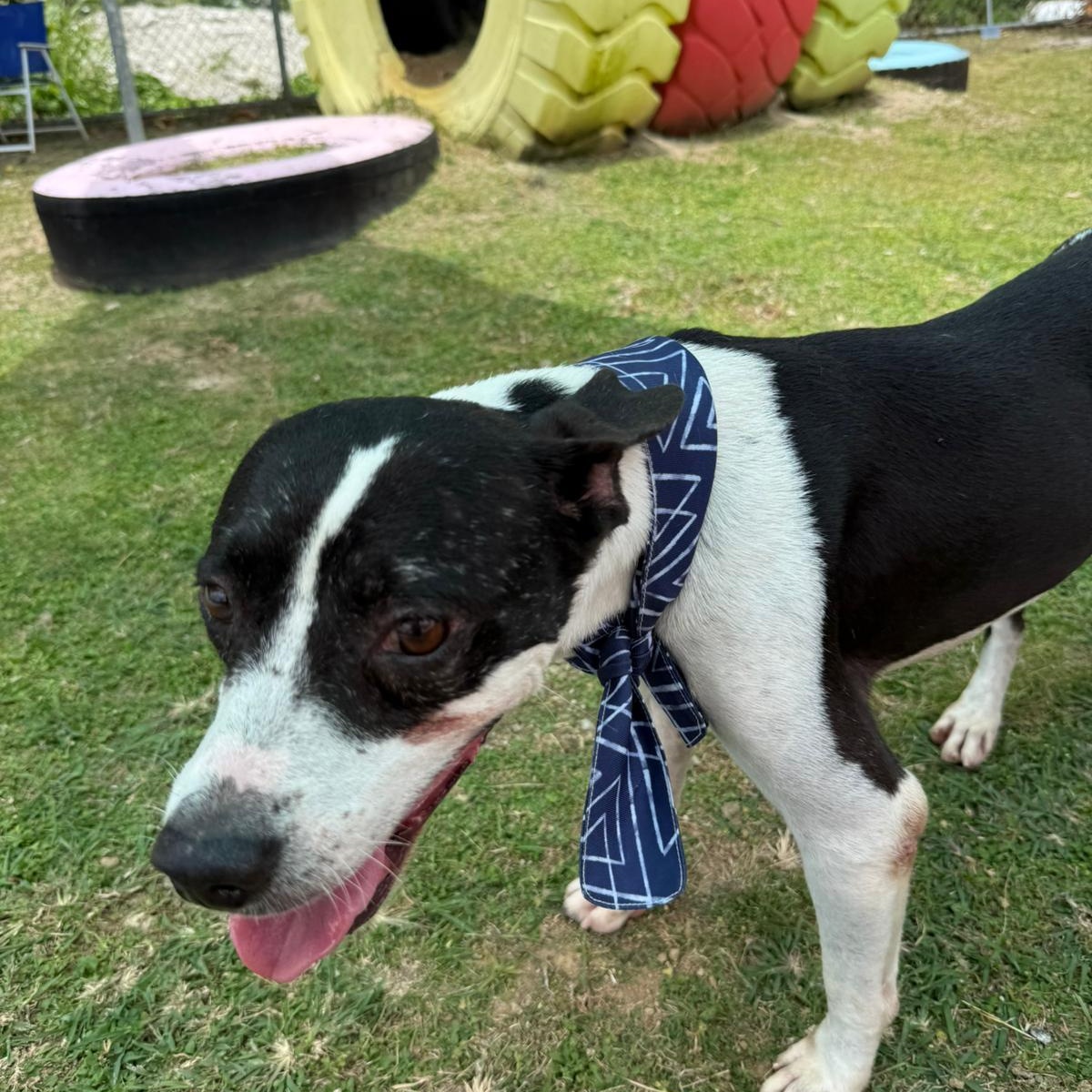 Jack — thumbnail 5