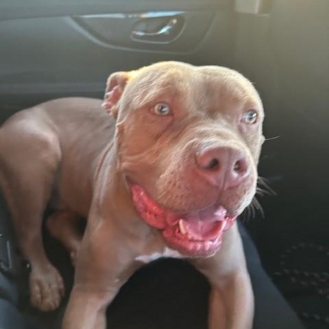 Enlarge Tank, a Adoptable American Bully in Caledon, ON image 3/6