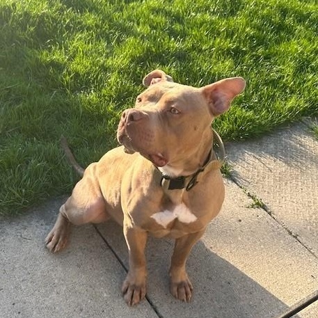 Enlarge Tank, a Adoptable American Bully in Caledon, ON image 2/6