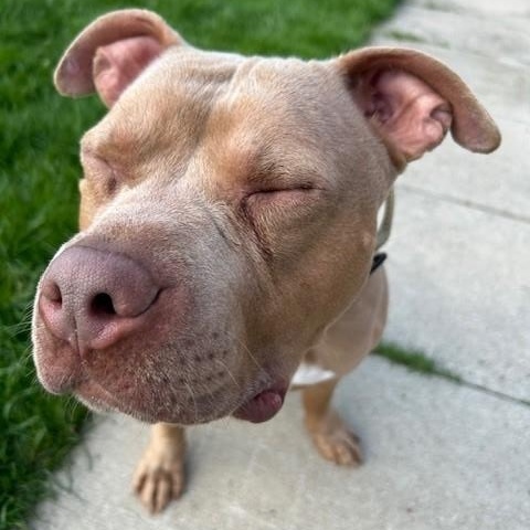 Enlarge Tank, a Adoptable American Bully in Caledon, ON image 5/6