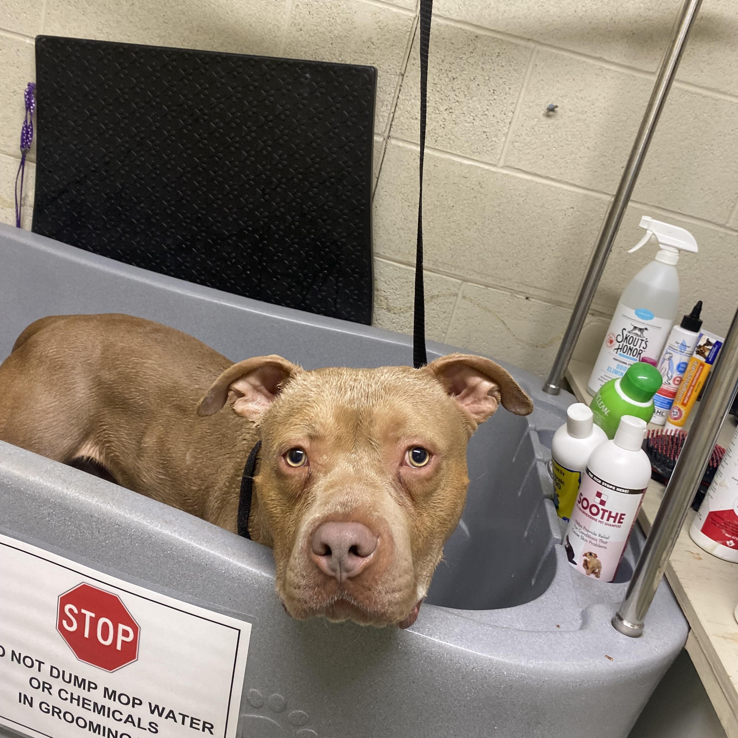 Enlarge Tank, a Adoptable American Bully in Caledon, ON image 6/6