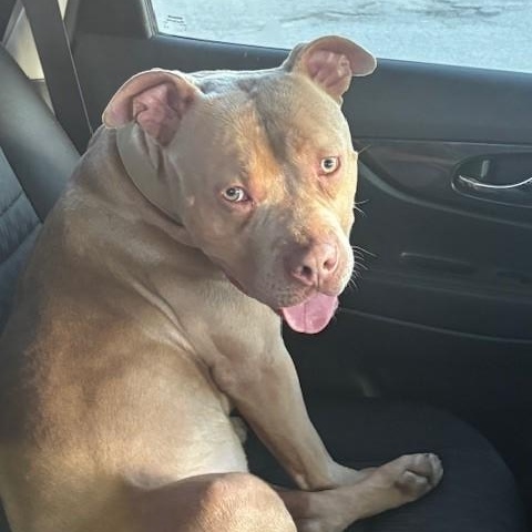 Enlarge Tank, a Adoptable American Bully in Caledon, ON image 4/6
