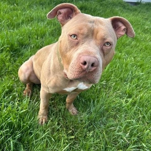 Enlarge Tank, a Adoptable American Bully in Caledon, ON image 1/6