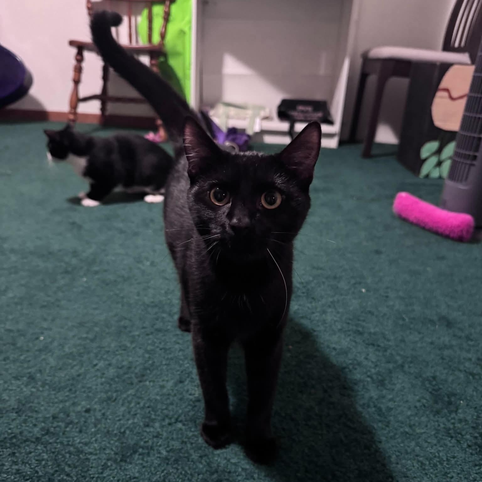 Enlarge Void, a Adopted Domestic Short Hair in Fairborn, OH image 5/6