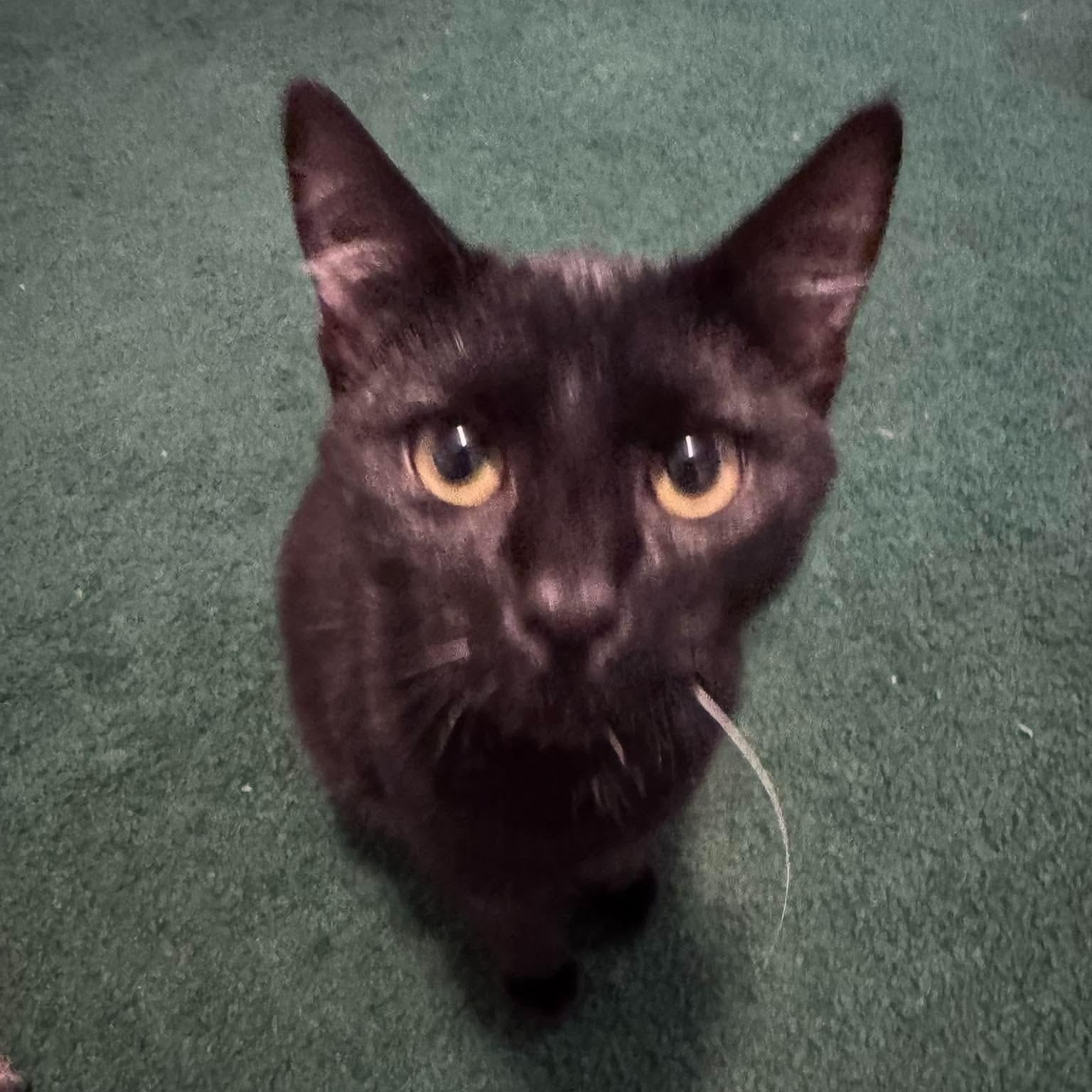 Enlarge Void, a Adopted Domestic Short Hair in Fairborn, OH image 6/6