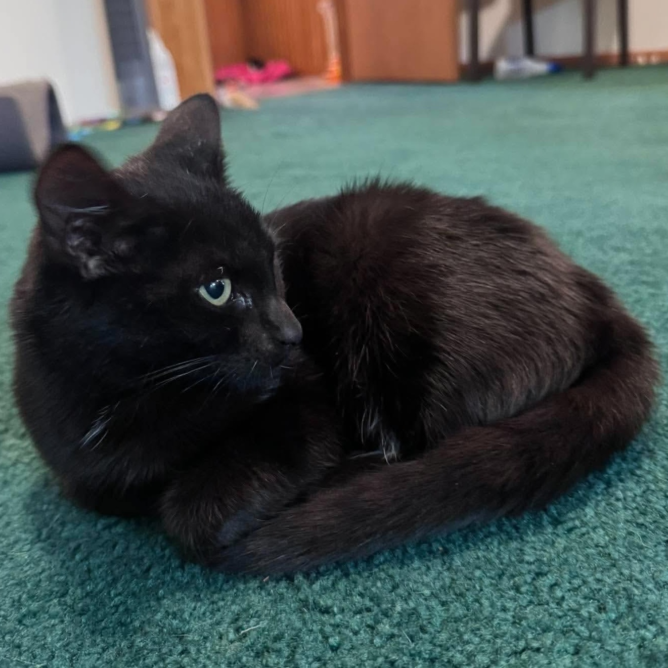 Enlarge Void, a Adopted Domestic Short Hair in Fairborn, OH image 2/6
