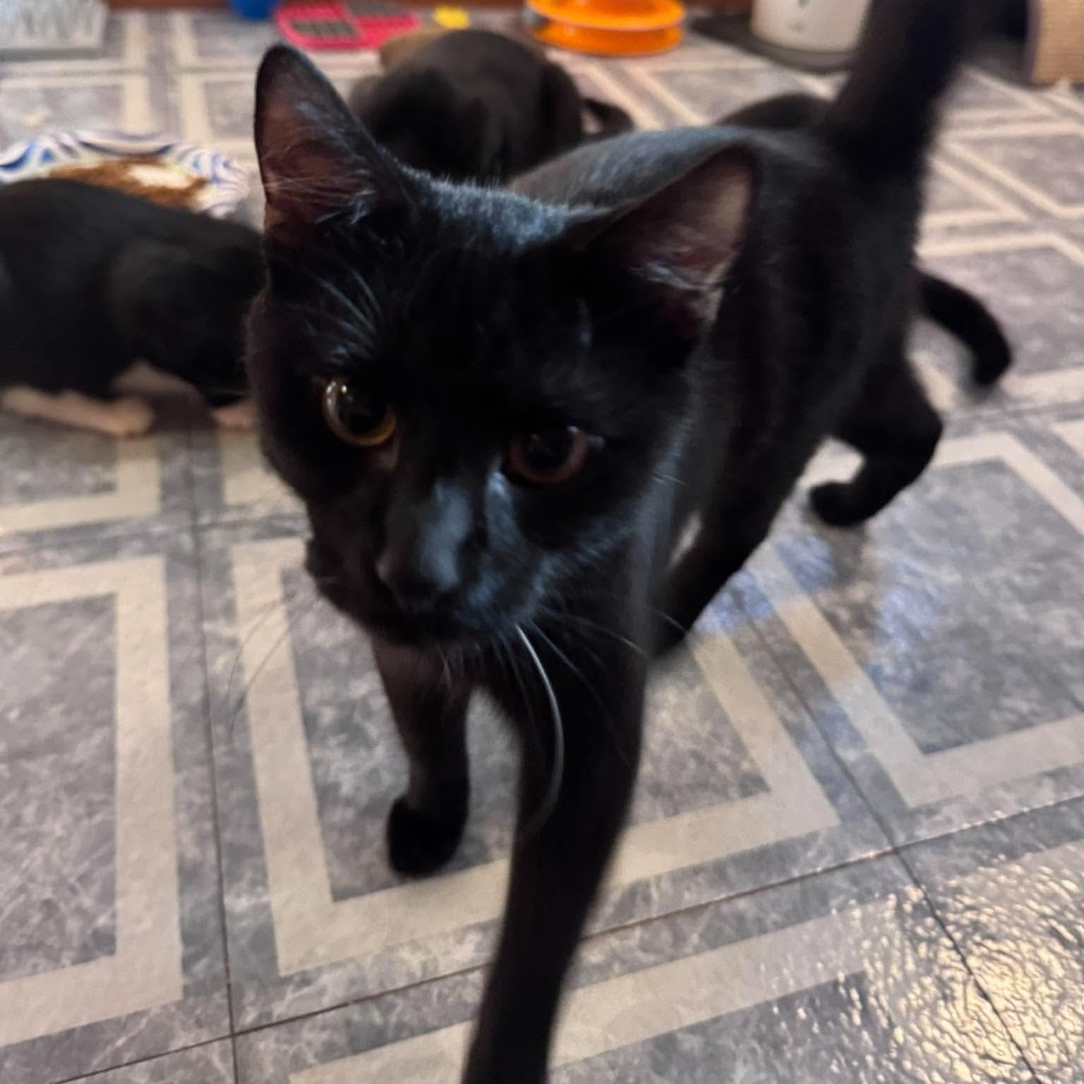 Enlarge Void, a Adopted Domestic Short Hair in Fairborn, OH image 4/6