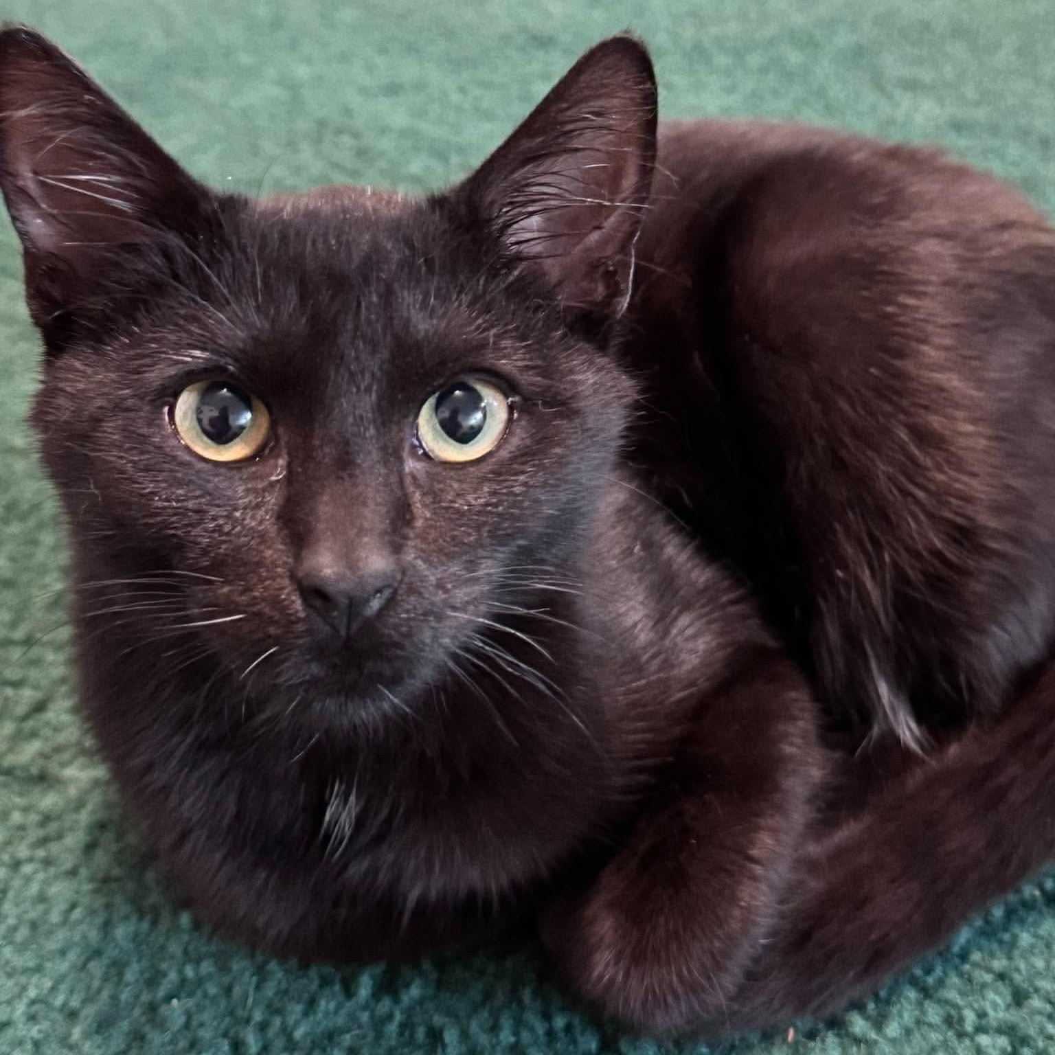 Void, Adopted, Kitten Male Domestic Short Hair.