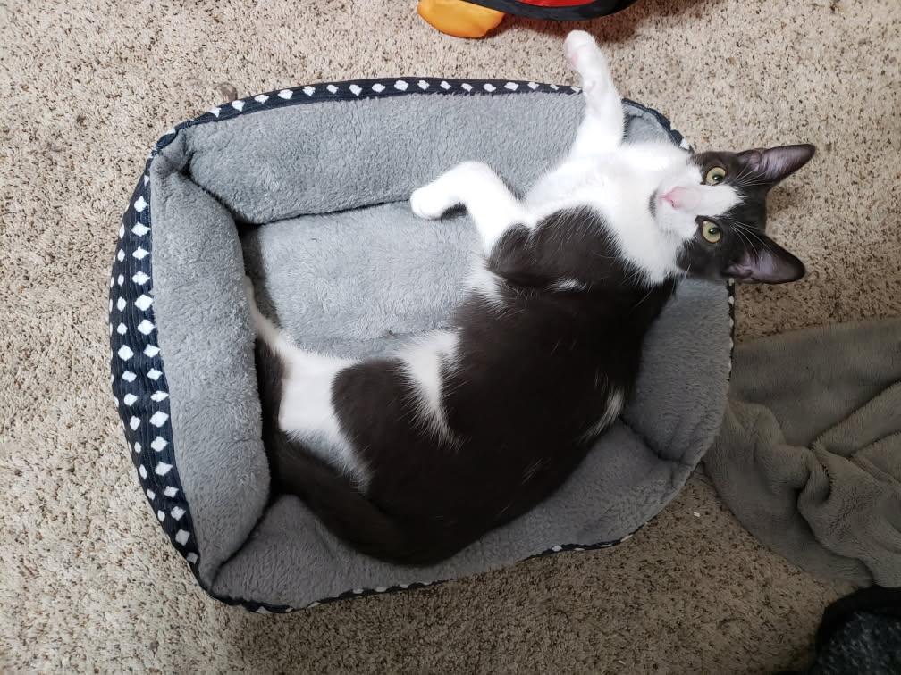 Breezy, Adoptable, Young Female Domestic Short Hair.