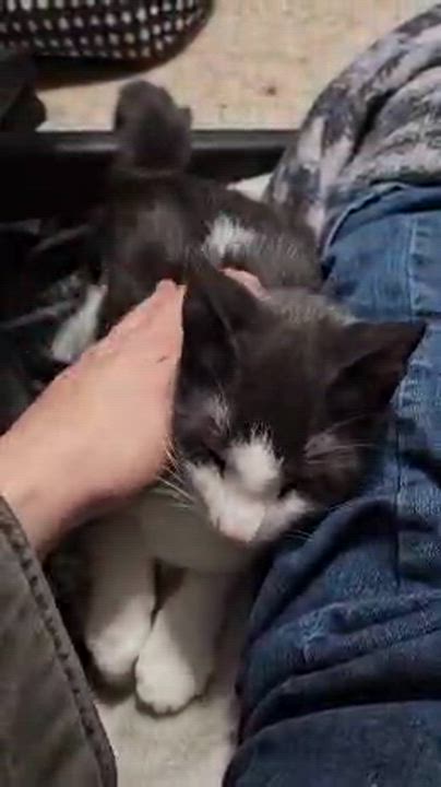 Enlarge Breezy, a Adoptable Domestic Short Hair in Galloway, NJ video 2/3