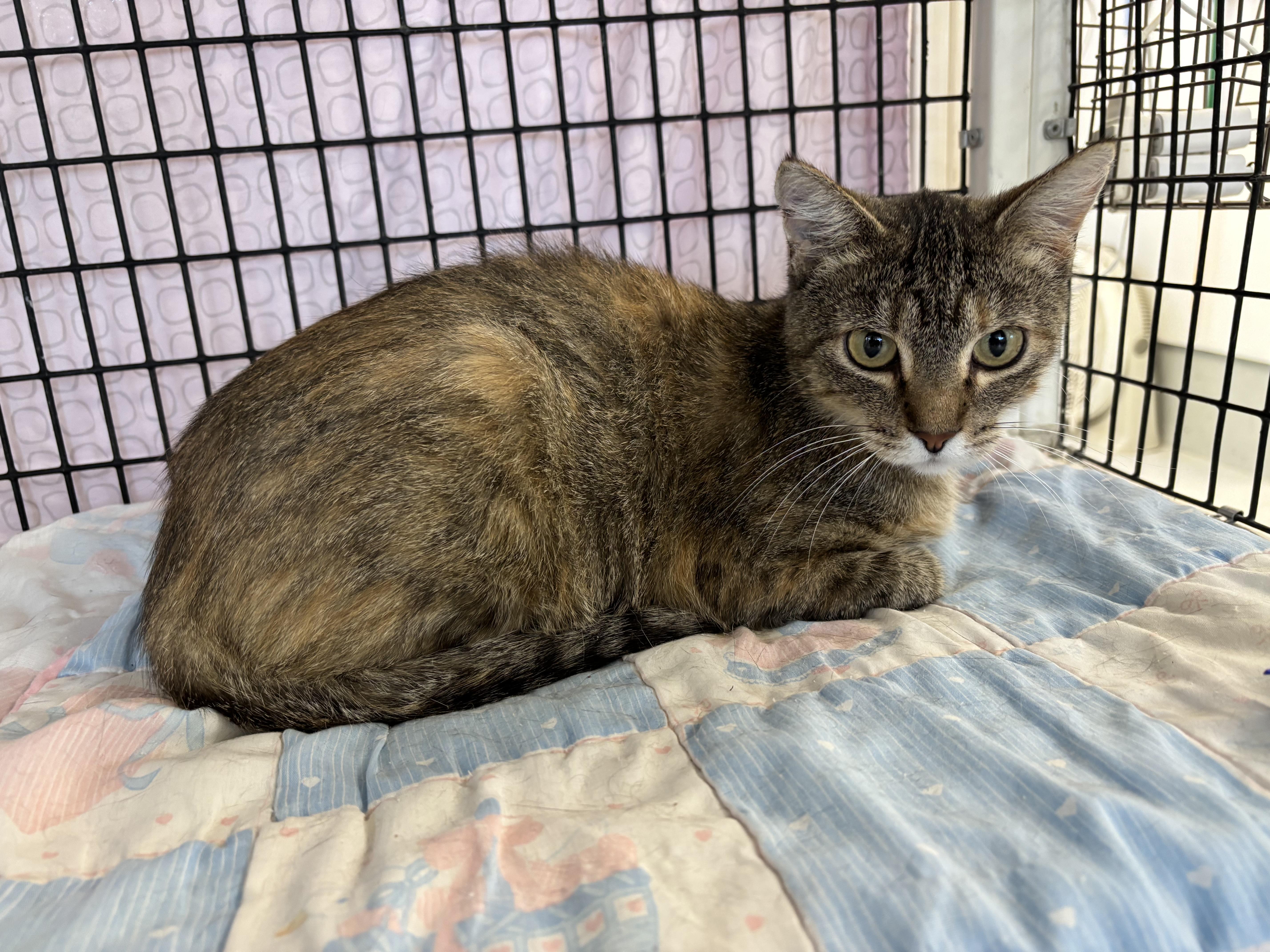 Lupine, Adoptable, Adult Female Domestic Short Hair.