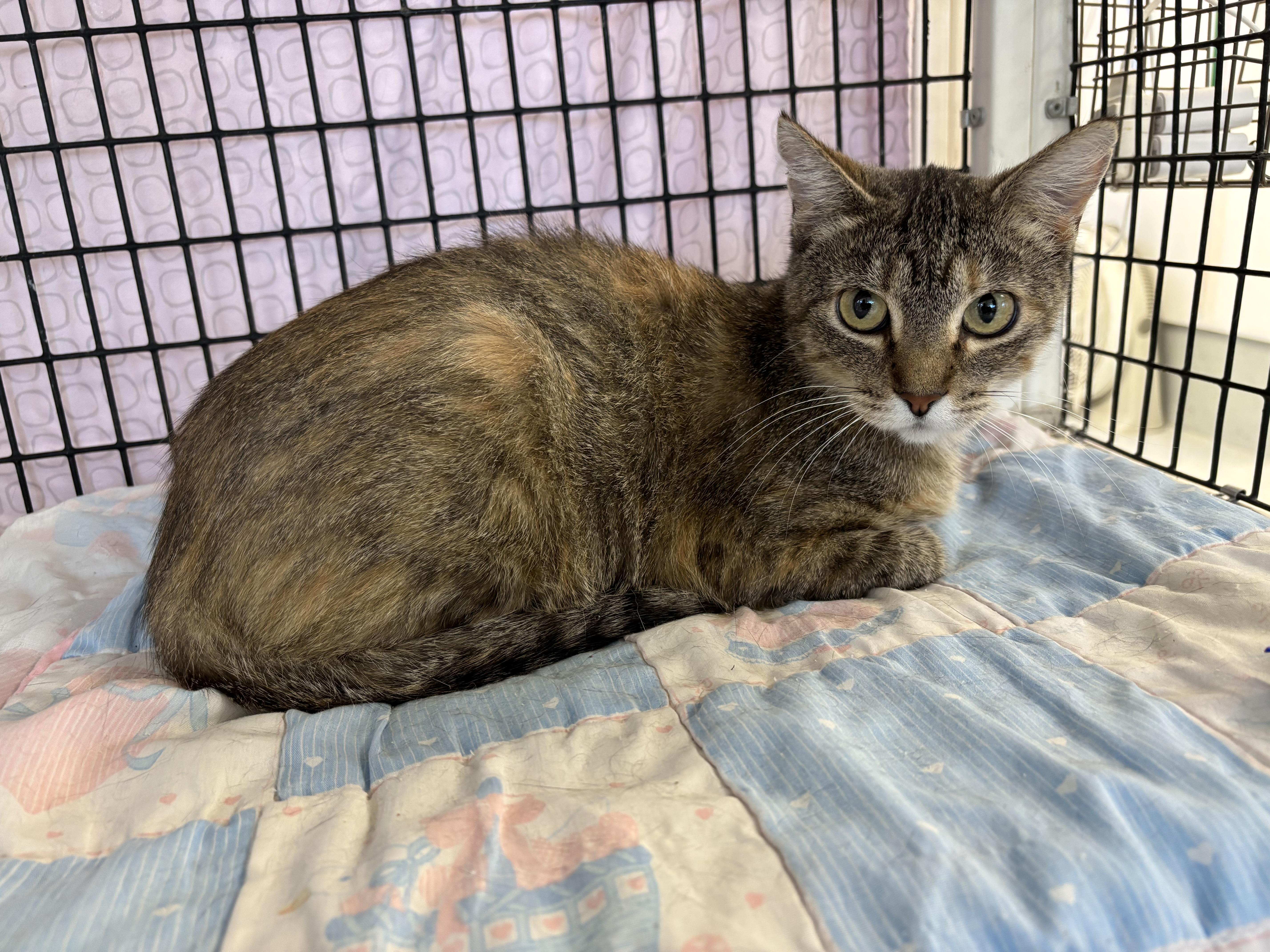 Lupine, a Adoptable Domestic Short Hair in Torrington, WY image 2/2