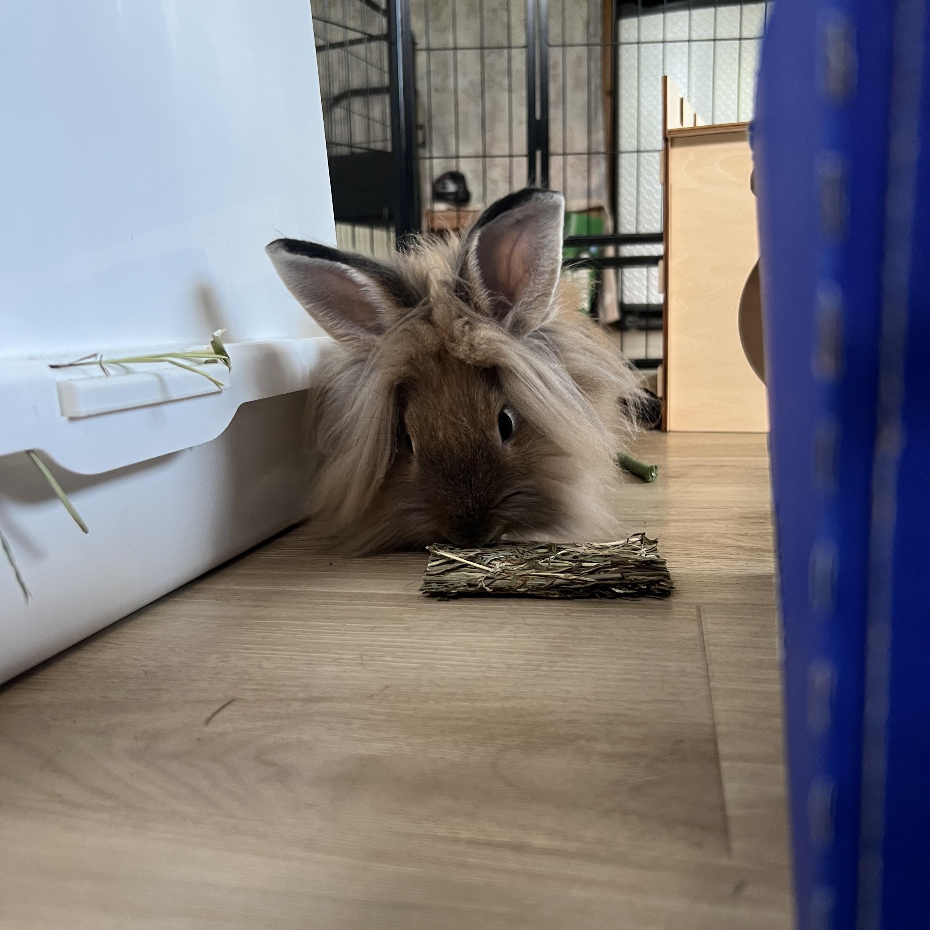 Enlarge Twix, a Adoptable Lionhead in Frederick, MD image 3/3