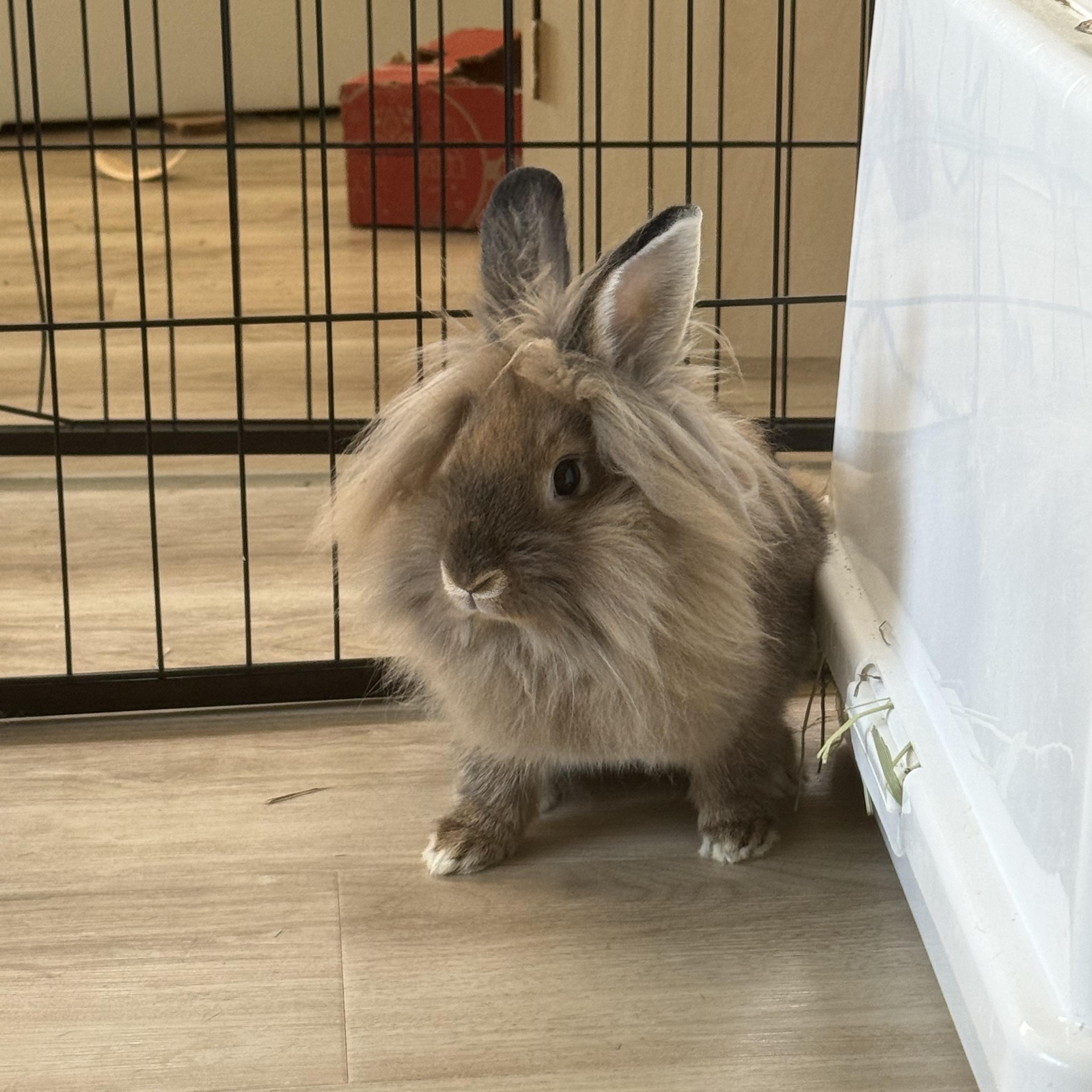 Enlarge Twix, a Adoptable Lionhead in Frederick, MD image 1/3