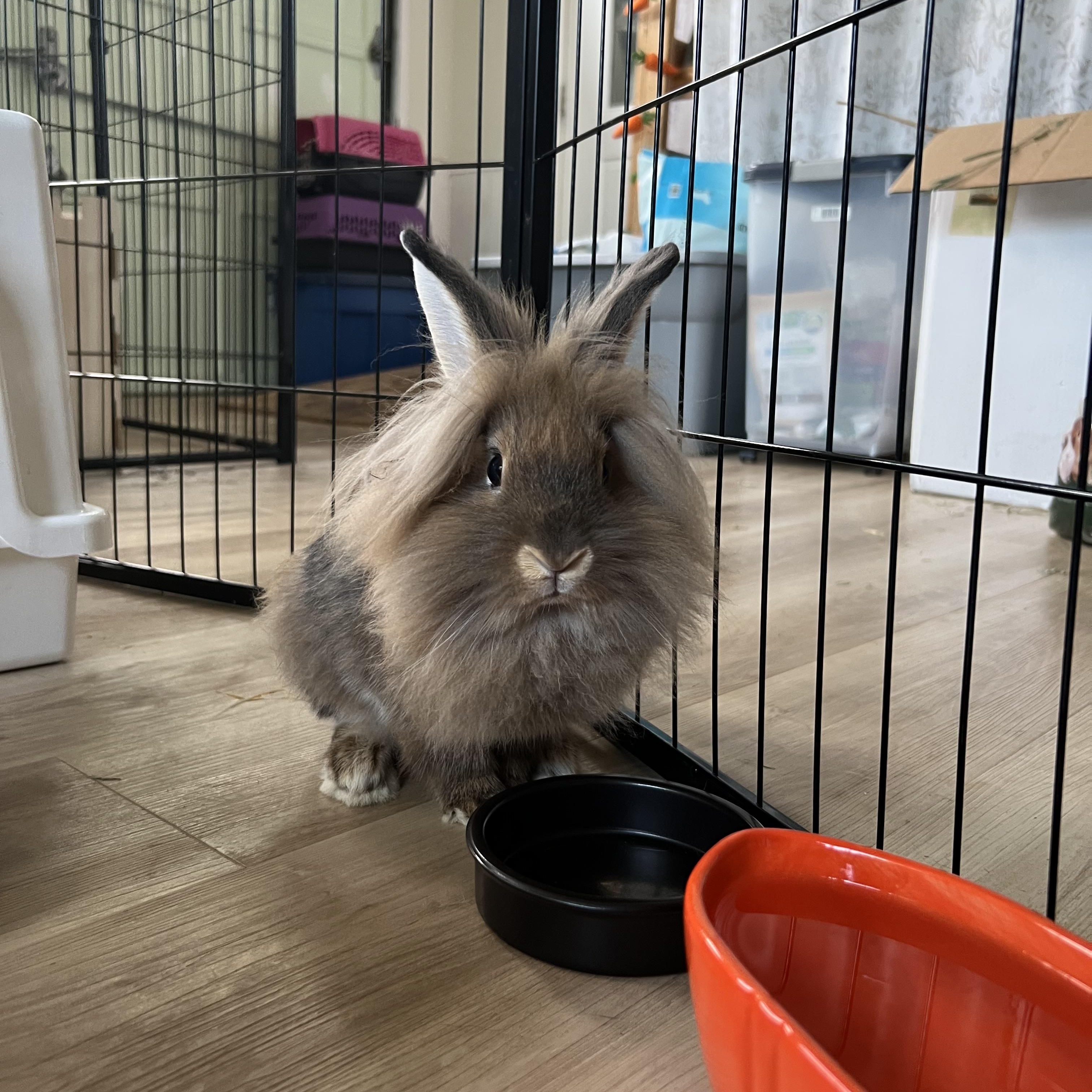Enlarge Twix, a Adoptable Lionhead in Frederick, MD image 2/3