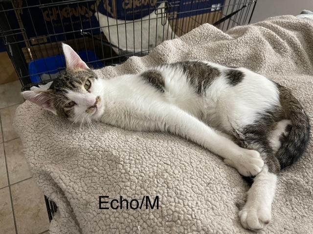 Echo, Adoptable, Young Male American Shorthair.