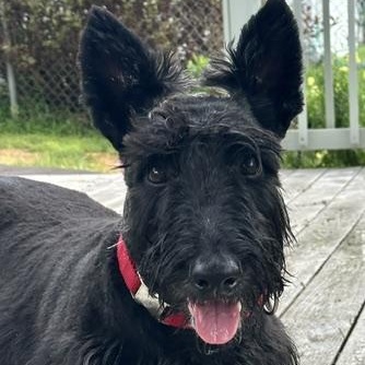 Roscoe, adopted, Adult Male Scottish Terrier.