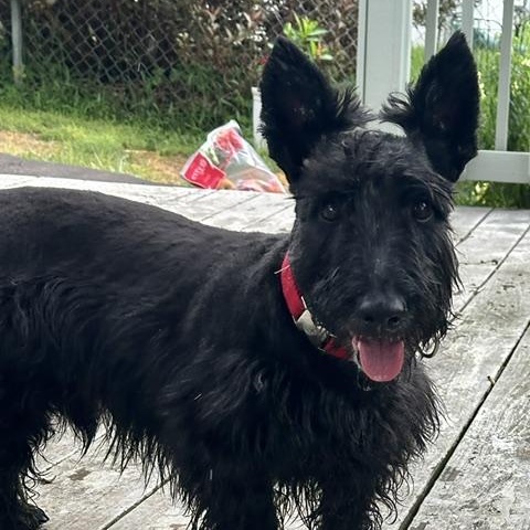 Enlarge Roscoe, an adopted Scottish Terrier in Omaha, NE image 4/4