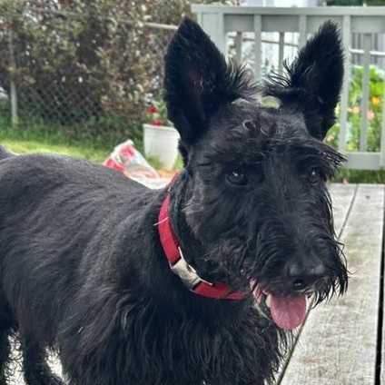 Enlarge Roscoe, an adopted Scottish Terrier in Omaha, NE image 2/4