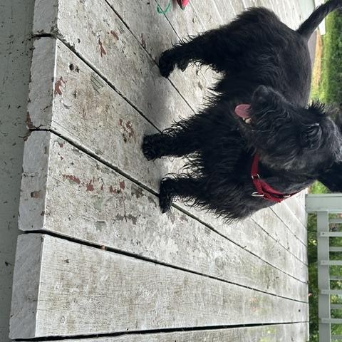 Enlarge Roscoe, an adopted Scottish Terrier in Omaha, NE image 3/4