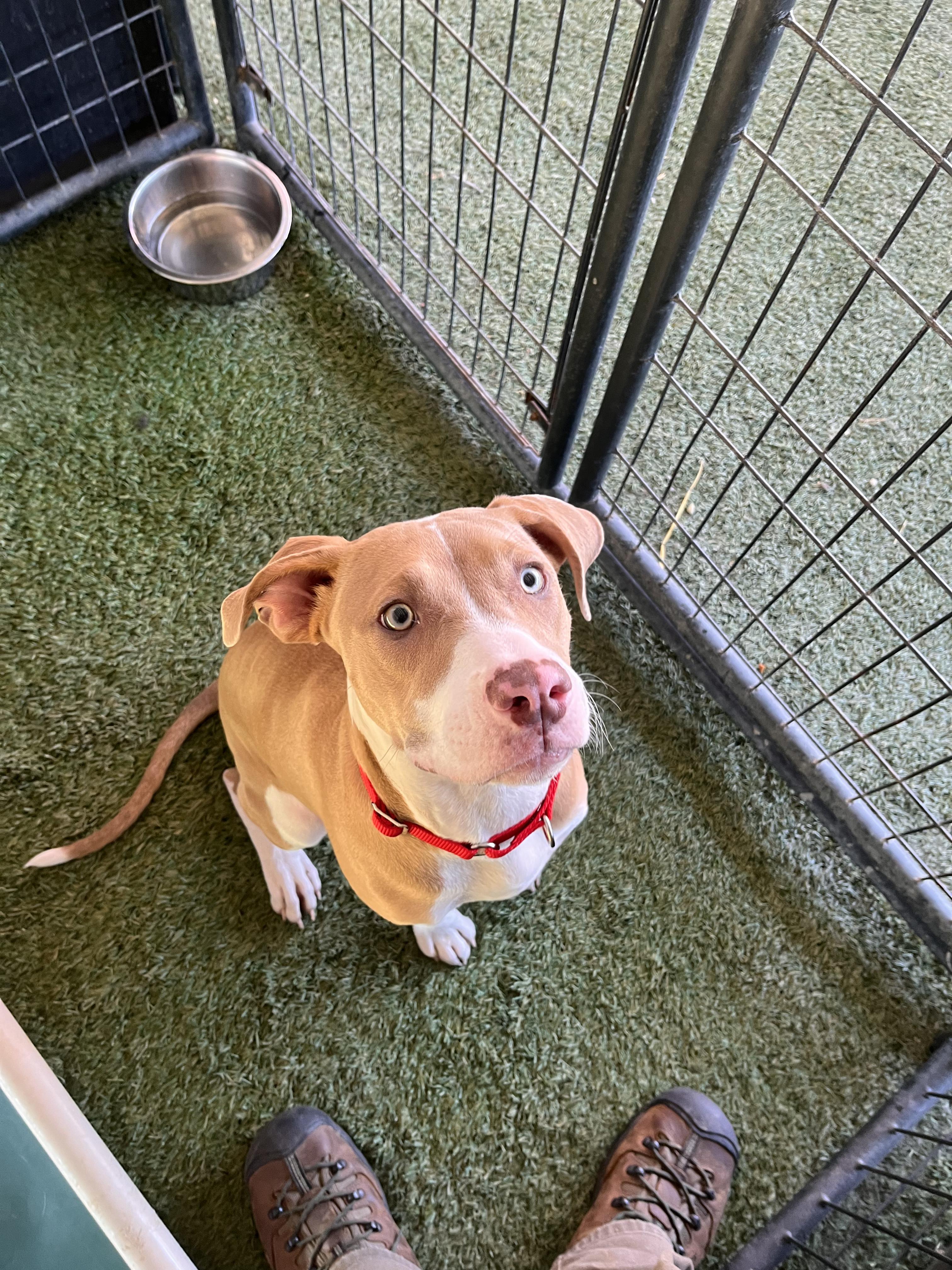 Nala (aka Poppy), an adopted mixed breed in Grass Valley, CA image 2/2
