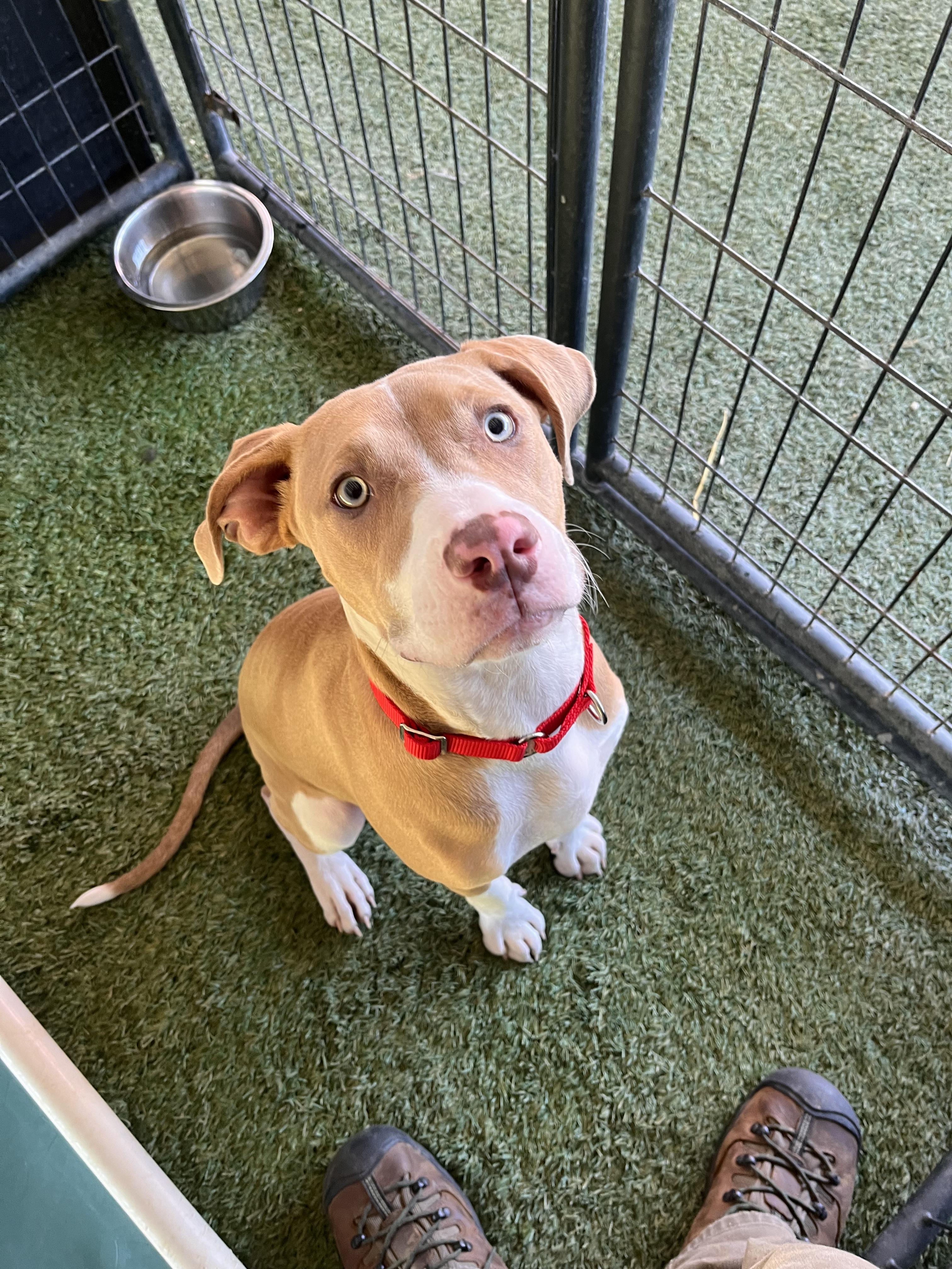 Nala (aka Poppy), adopted, Puppy Female American Staffordshire Terrier & Pit Bull Terrier.
